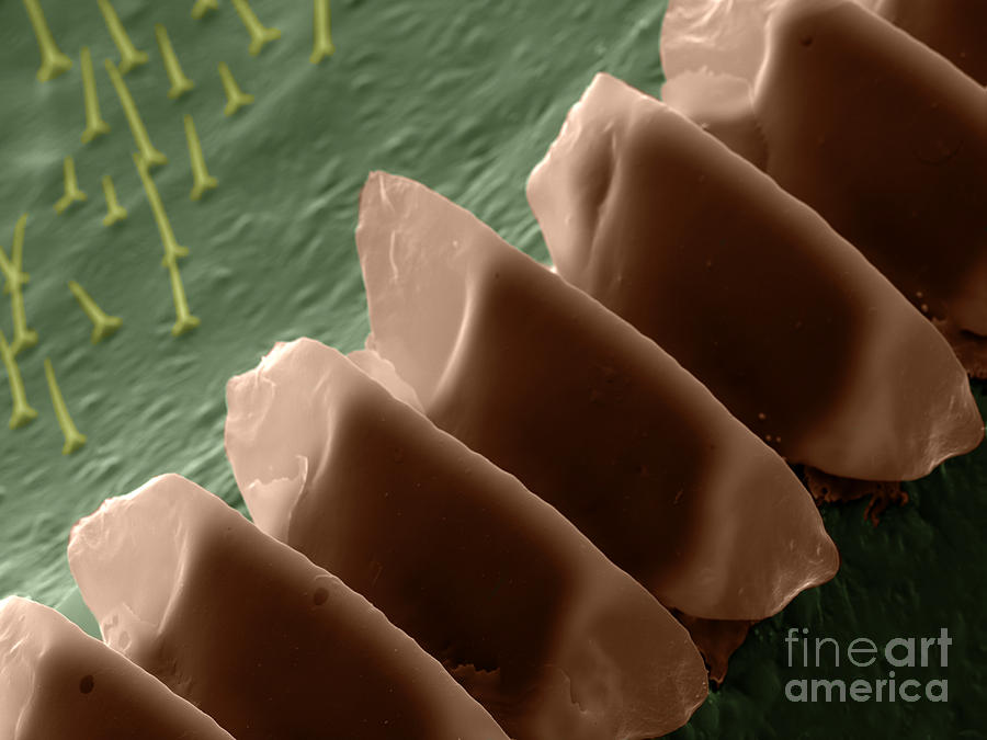 Cricket Sound Comb, Sem #5 Photograph by Ted Kinsman