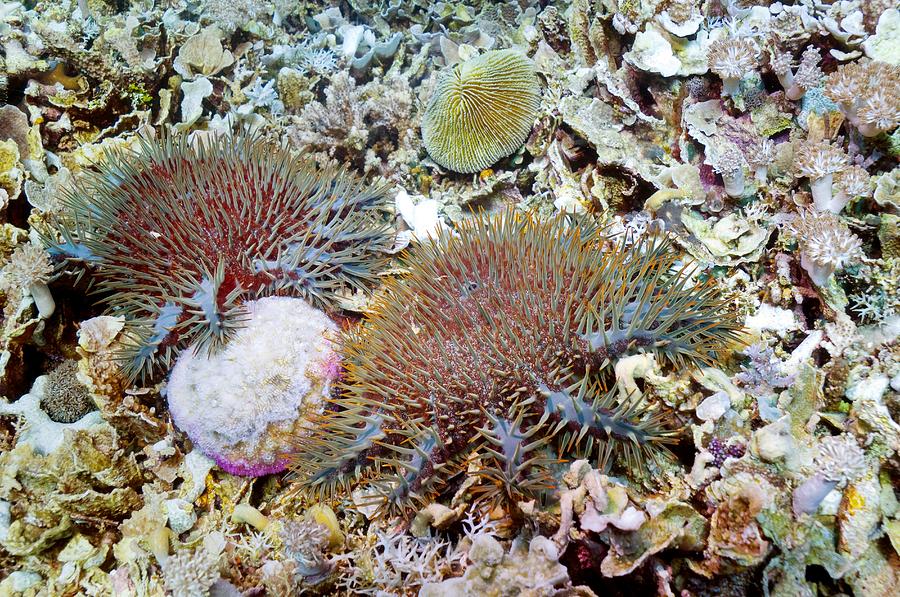 Crown Of Thorns Starfish Photograph by Georgette Douwma - Fine Art America