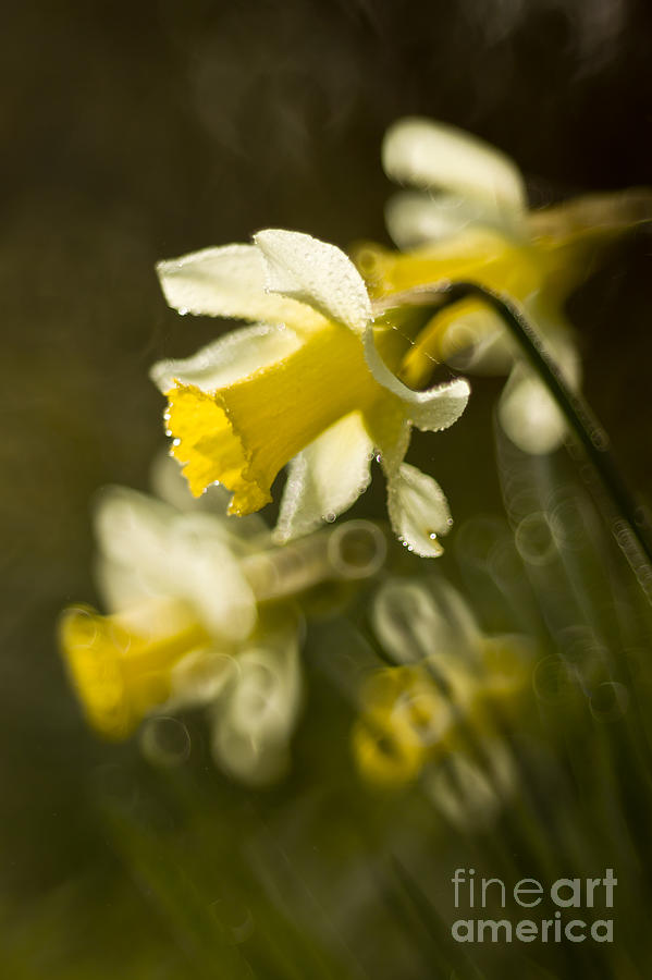 Daffodils #5 Photograph by Ang El