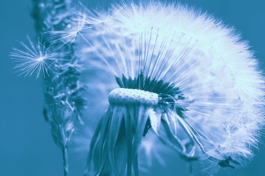 Flower Photograph - Dandelion #5 by Falko Follert