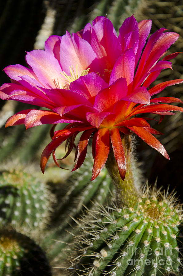 Flowers Still Life Photograph - Dark pink cactus flower #5 by Jim And Emily Bush