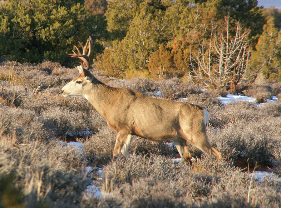 Deer Photograph by Southern Utah Photography | Fine Art America