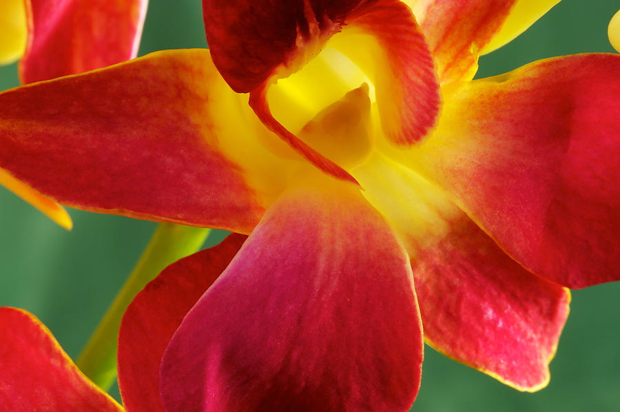 Dendribium malone or Hope orchid Flower #6 Photograph by Perla Copernik
