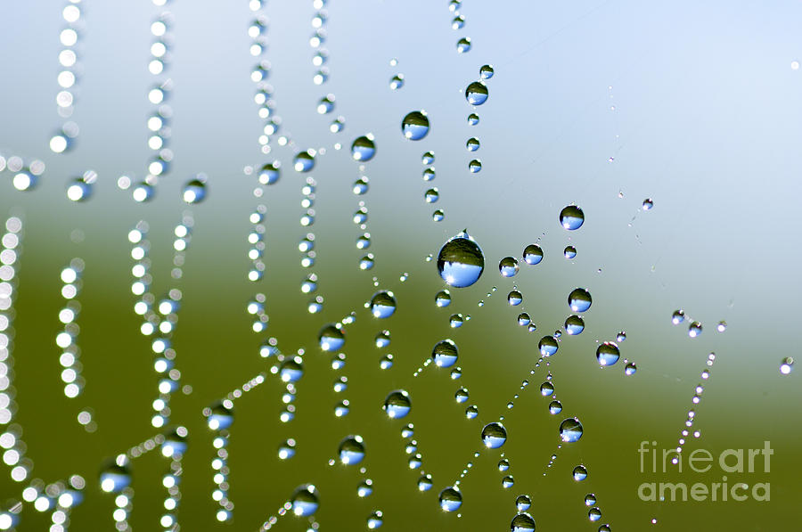 Dew on Spiderweb #5 Photograph by Thomas R Fletcher - Fine Art America