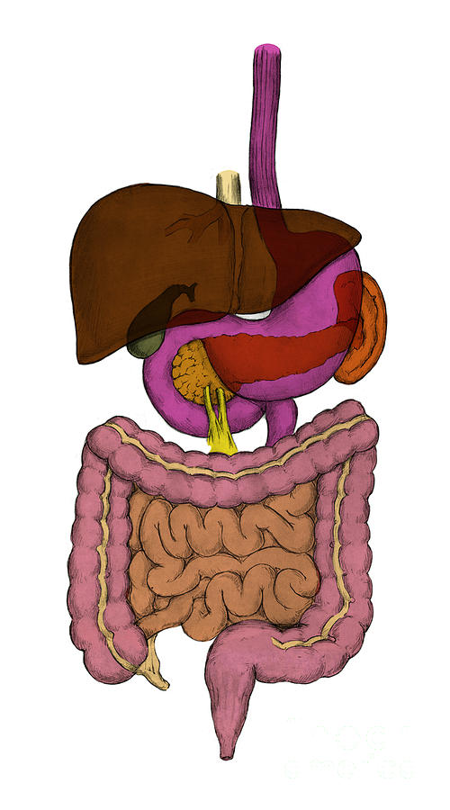 Digestive System #5 Photograph by Science Source
