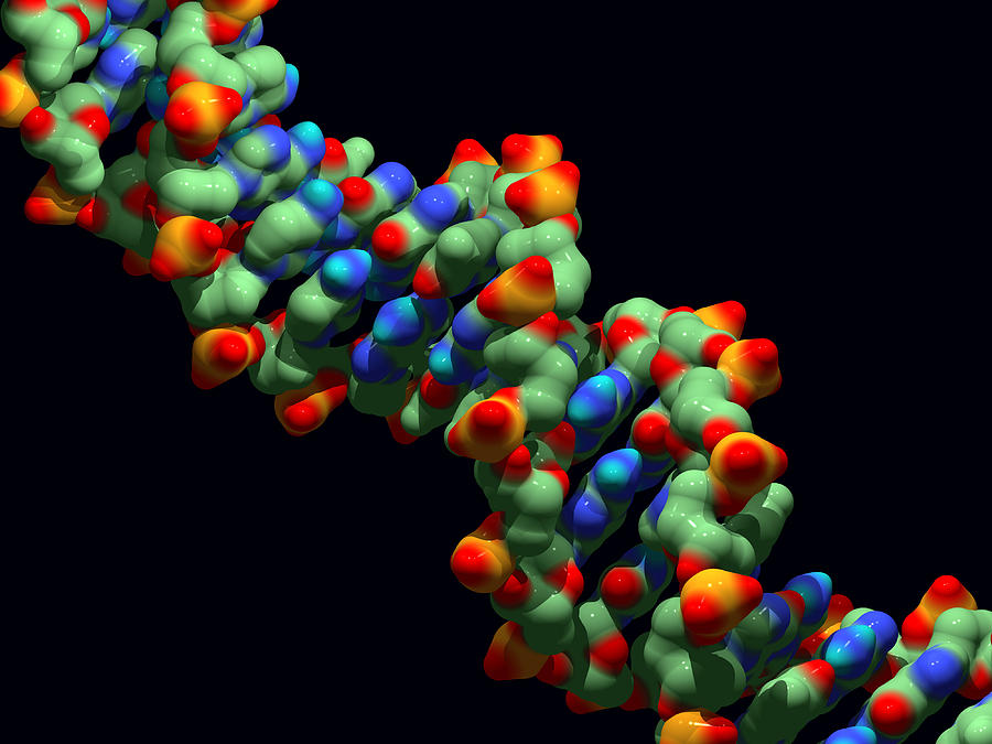 Dna Photograph - Dna Molecule #5 by Dr Tim Evans