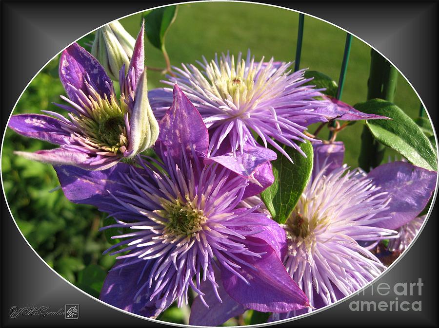Double Clematis named Crystal Fountain #5 Photograph by J McCombie