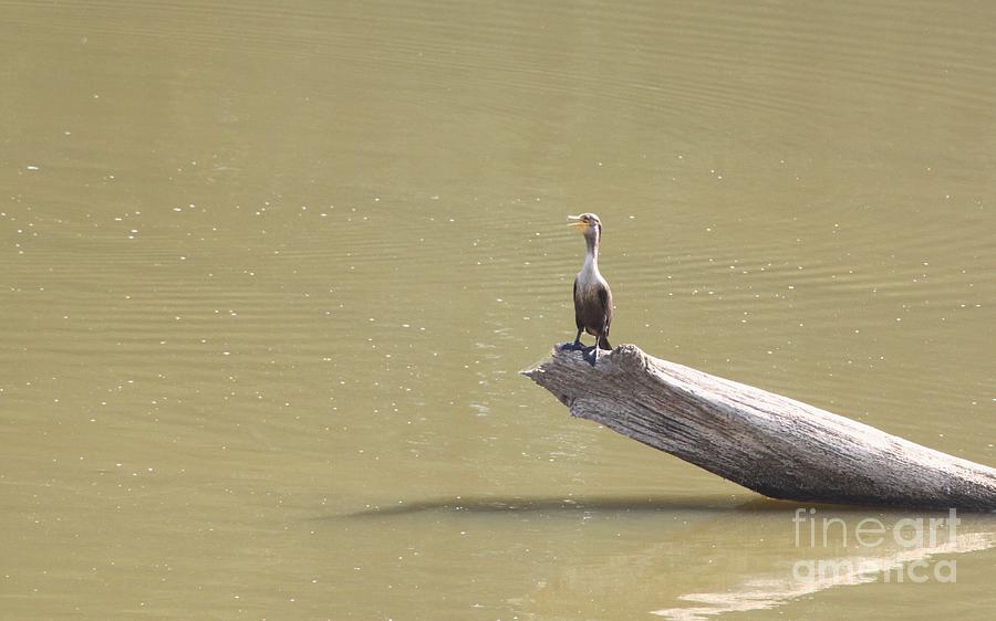 Nature Photograph - Double-crested Cormorant #5 by Jack R Brock