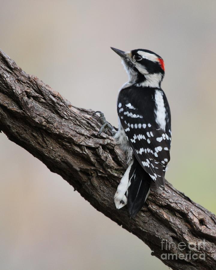 Downy Woodpecker #5 Photograph by Jack R Brock
