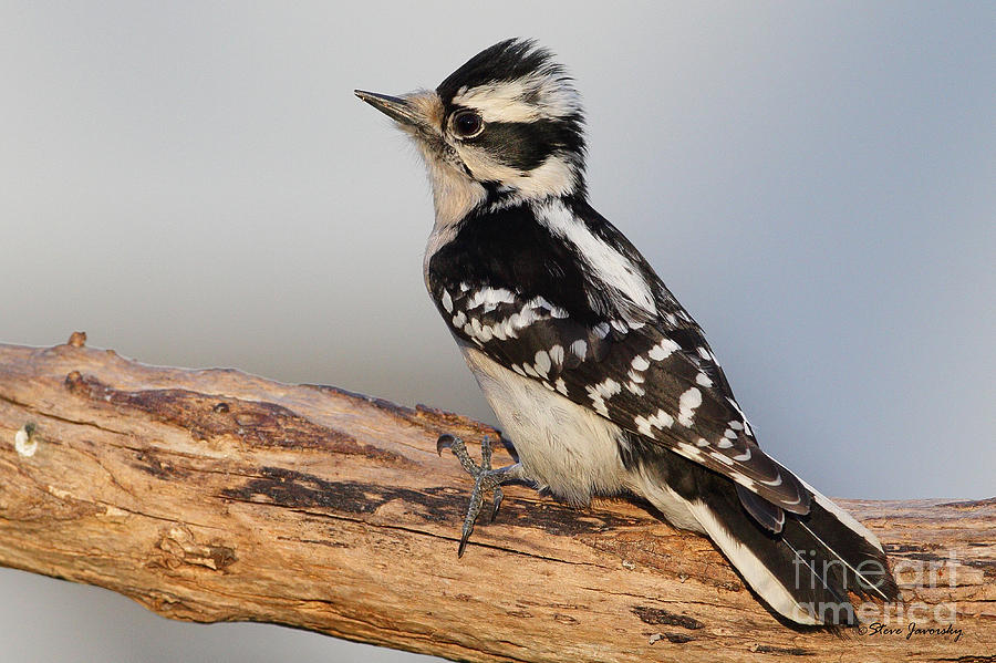 Downy Woodpecker #5 Photograph by Steve Javorsky