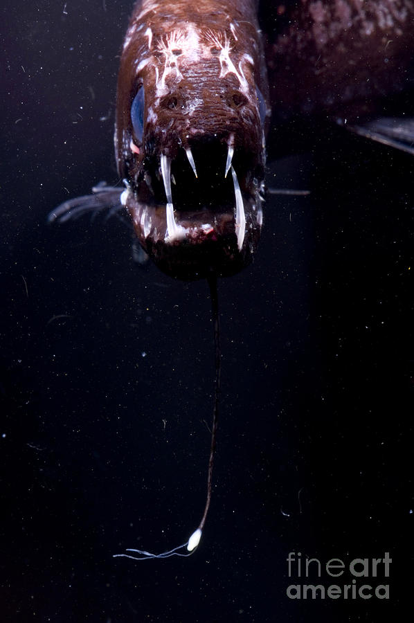 Dragonfish #5 Photograph by Dante Fenolio