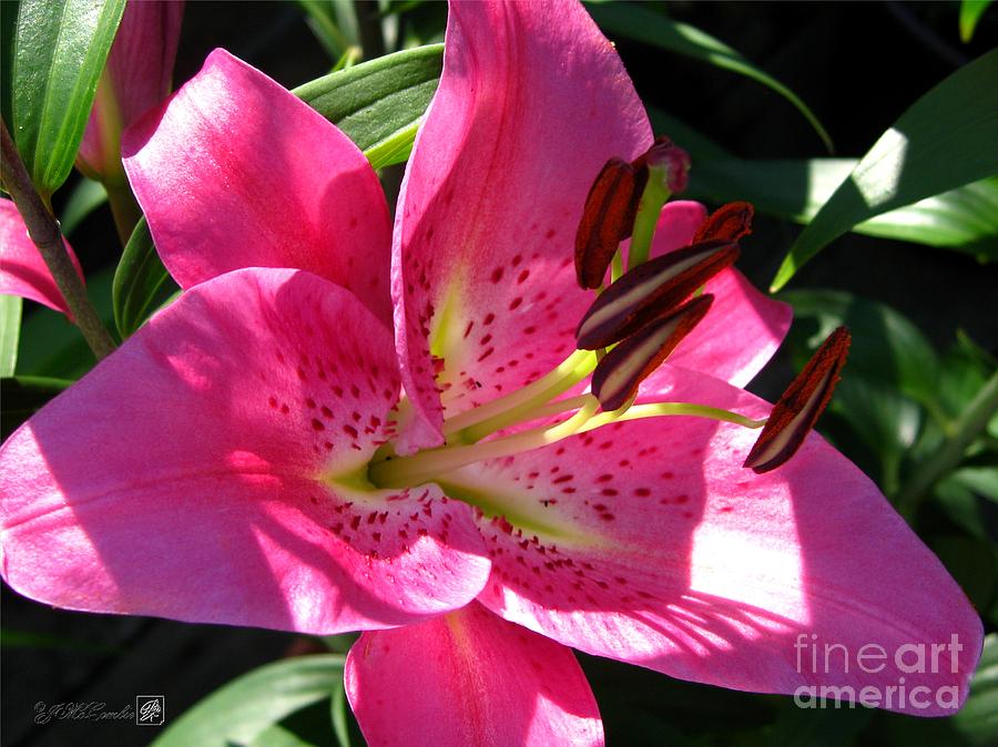 Dwarf Oriental Lily Named Farolito Photograph By J Mccombie