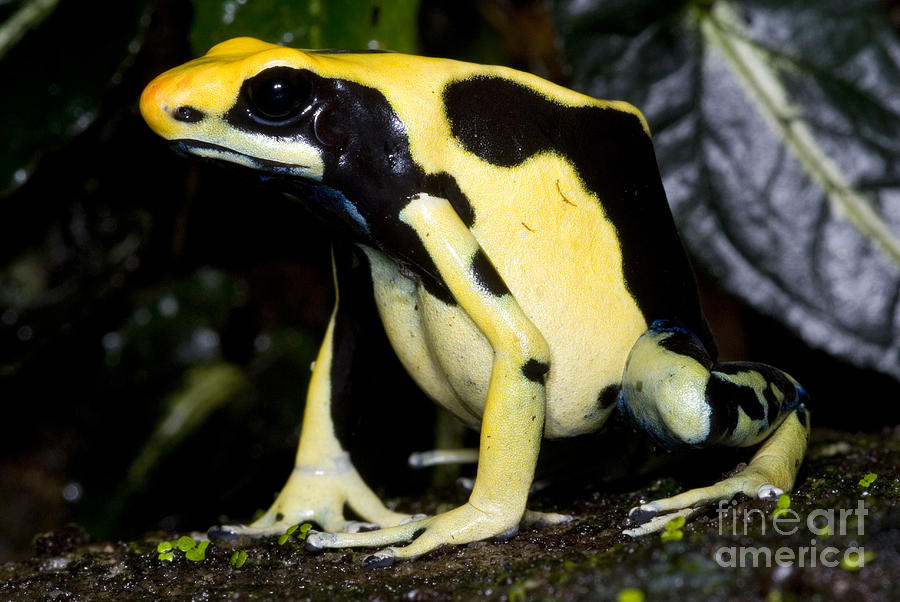 Dyeing Poison Frog #5 Photograph by Dante Fenolio