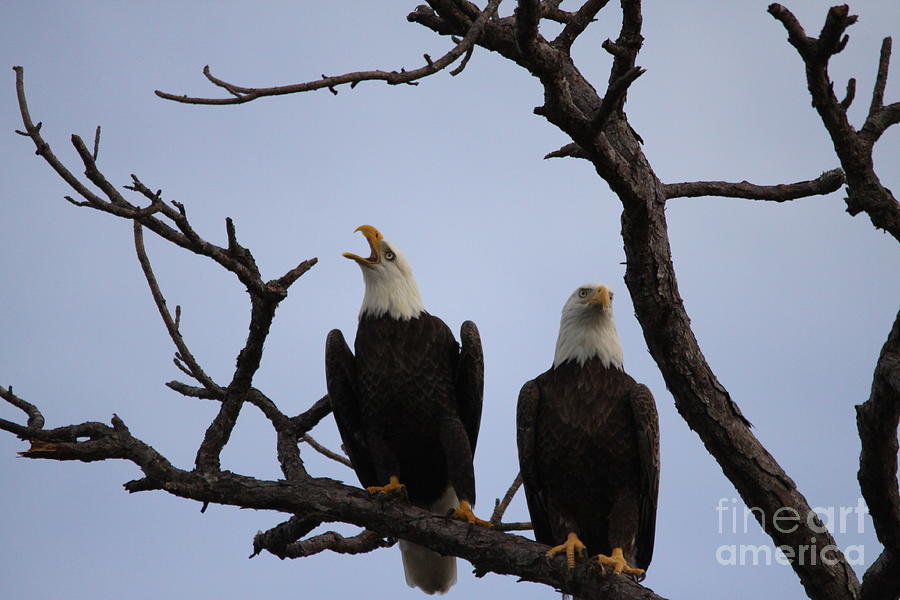 Eagles #5 Photograph by Jeanne Andrews