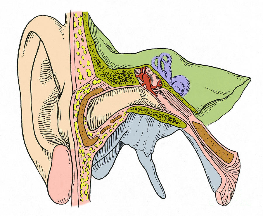 Ear Anatomy #7 Photograph by Science Source