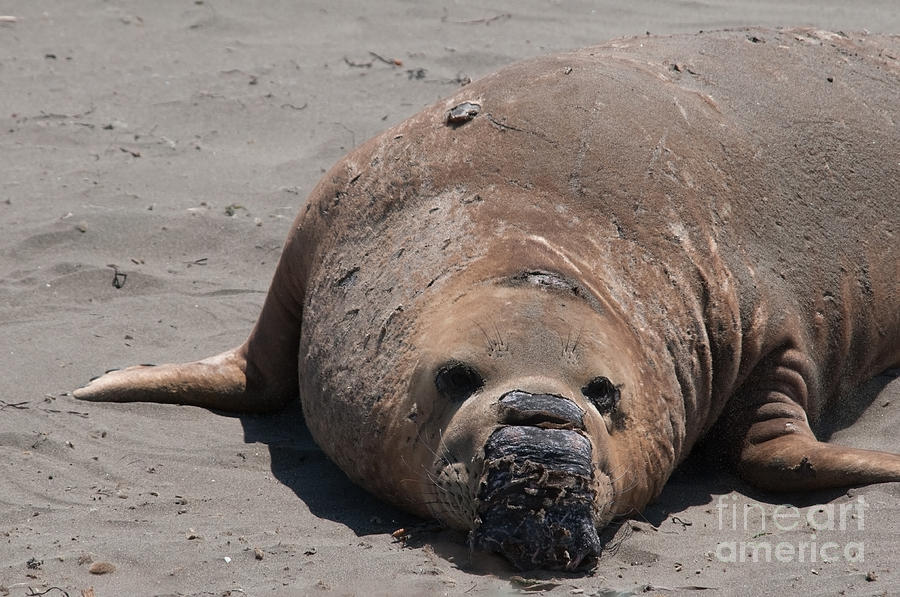 Elephant Seal Colony on Big Sur  #5 Digital Art by Carol Ailles