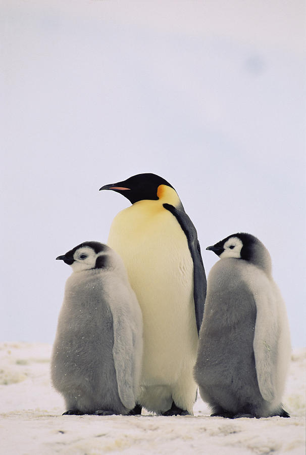 Emperor Penguin Aptenodytes Forsteri #5 Photograph by Konrad Wothe