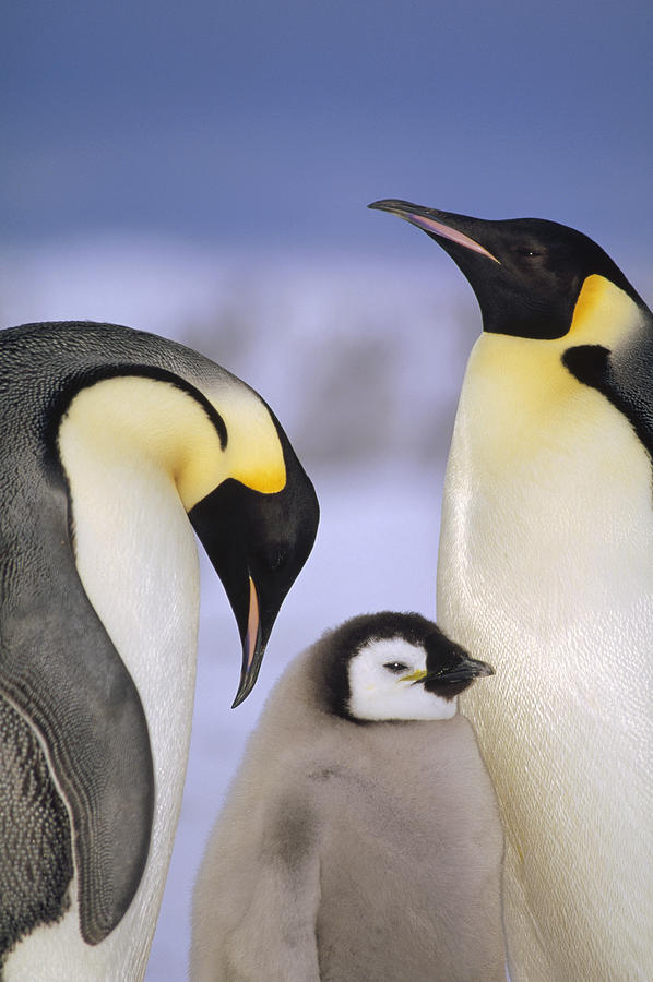 Emperor Penguin Aptenodytes Forsteri #5 Photograph by Tui De Roy