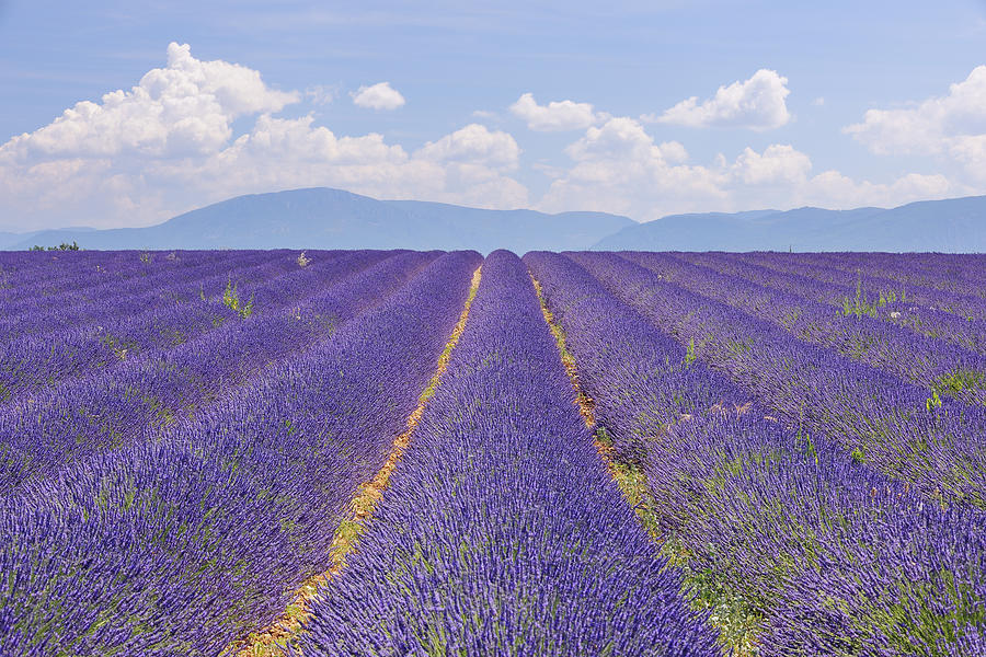 English Lavender Field Valensole Valensole Plateau Alpes De Haute