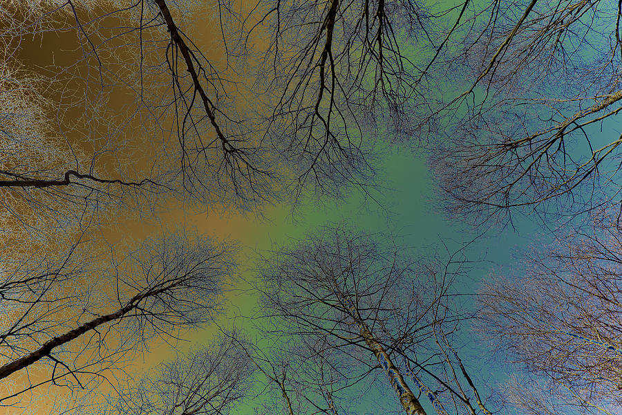 Epping forest Art Digital Art by David Pyatt Fine Art America