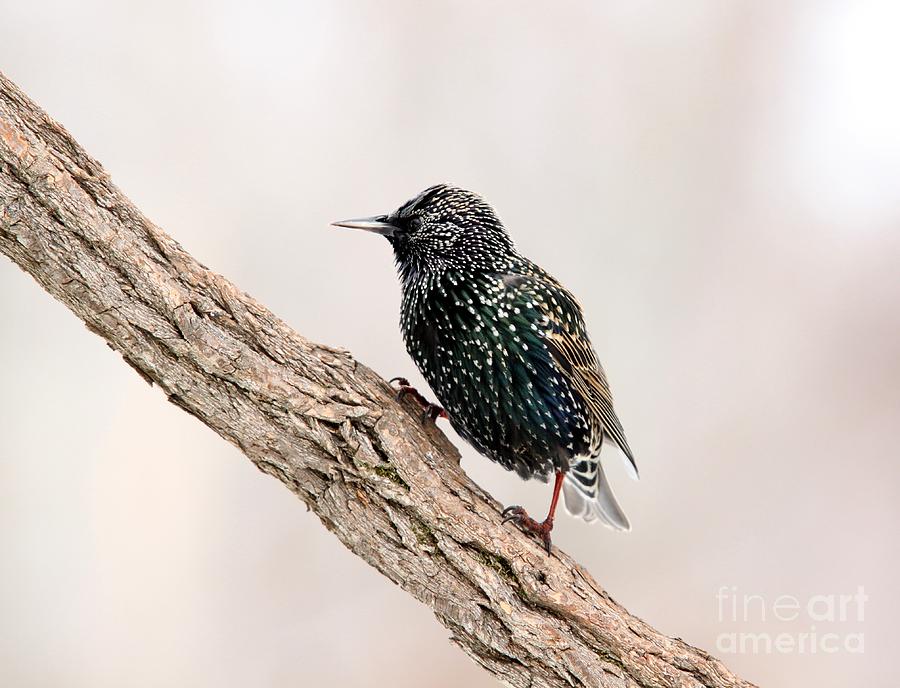 European Starling #5 Photograph by Jack R Brock