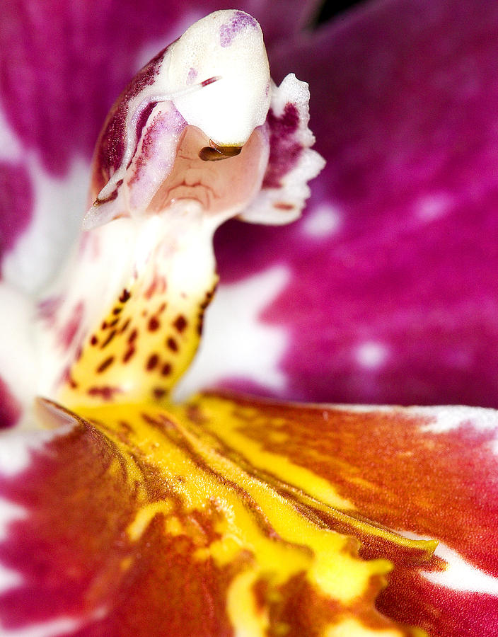Orchid Photograph - Exotic Orchid Flowers of C Ribet #5 by C Ribet