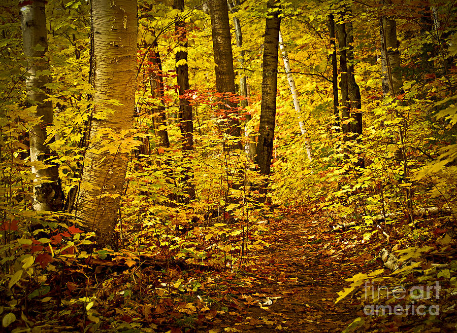 Golden Fall Forest Photograph
