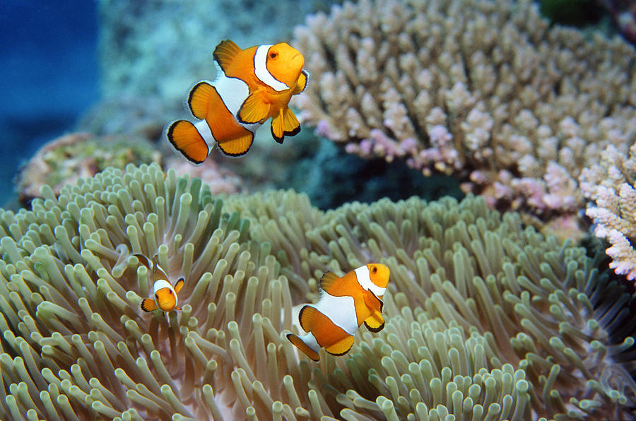 False Clown Anemonefish Photograph by Georgette Douwma - Fine Art America