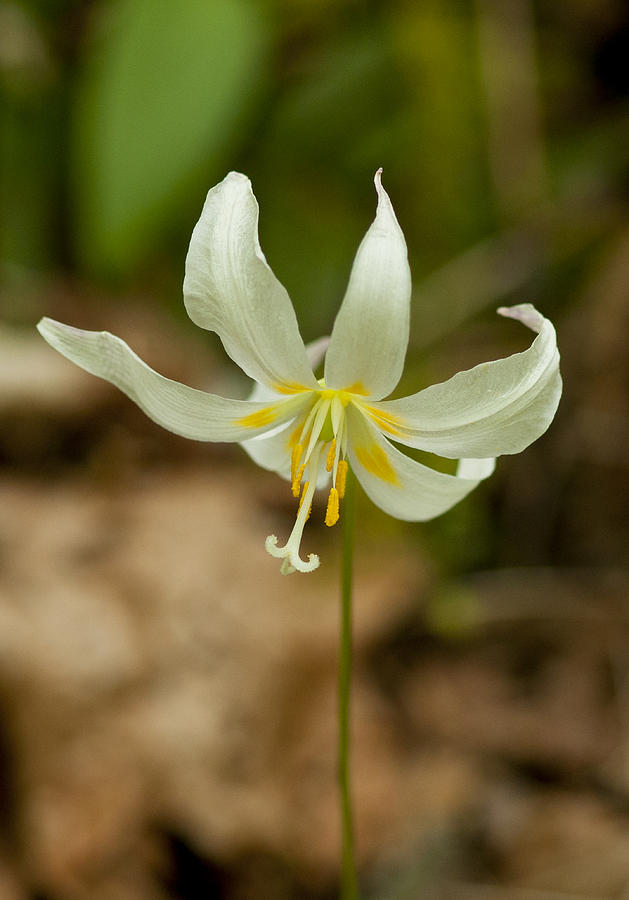 Fawn Lily #5 Photograph by Betty Depee
