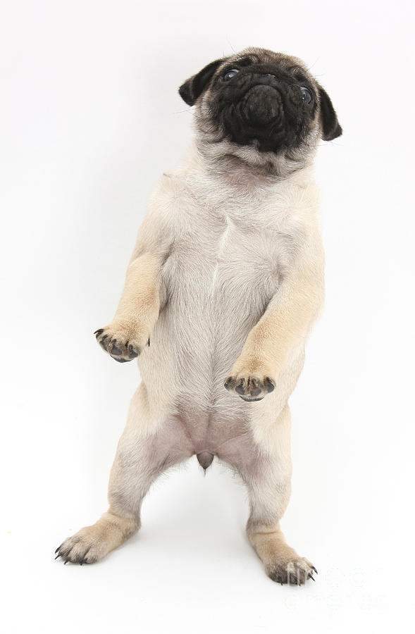 Fawn Pug Pup #5 Photograph by Mark Taylor