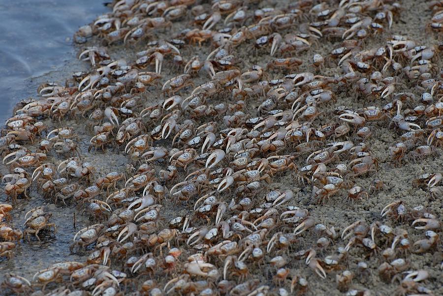Fiddler crabs #5 Photograph by David Campione