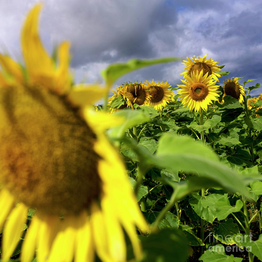 Cereal Photograph - Field of sunflowers #5 by Bernard Jaubert
