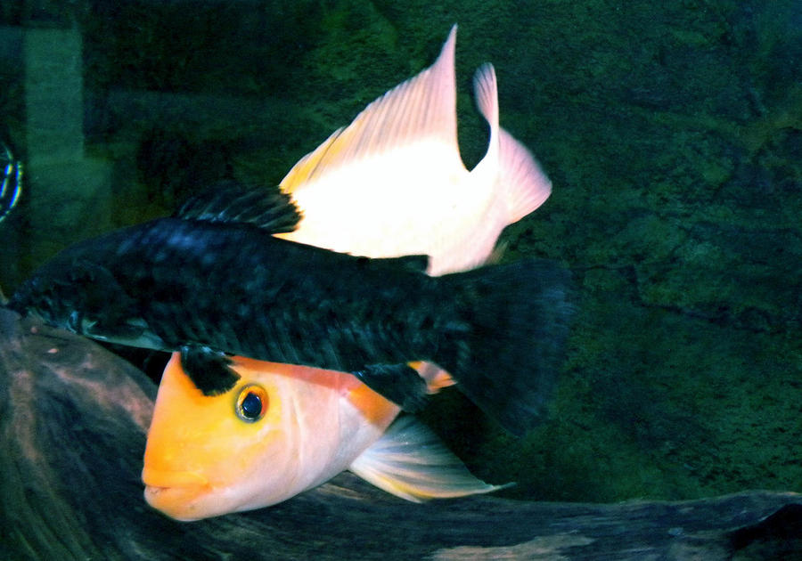 Fish #5 Photograph by Colette V Hera Guggenheim