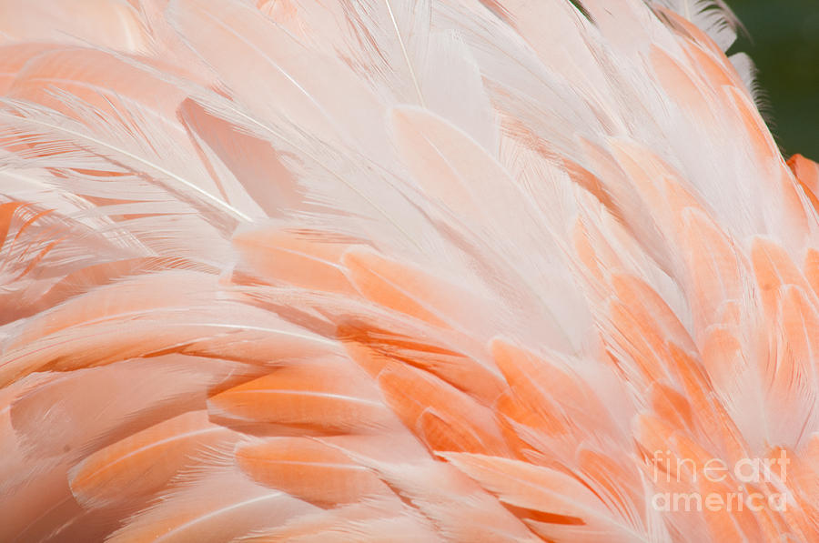 Flamingo #5 Digital Art by Carol Ailles