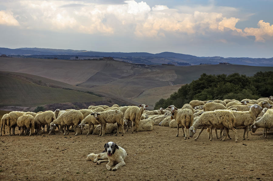 Sheep Photograph - Flock Of Sheep #5 by Joana Kruse