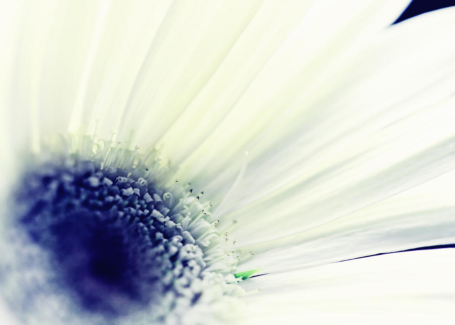 Blume Photograph - Flower by Falko Follert Blume Photograph - Flower by Falko Follert