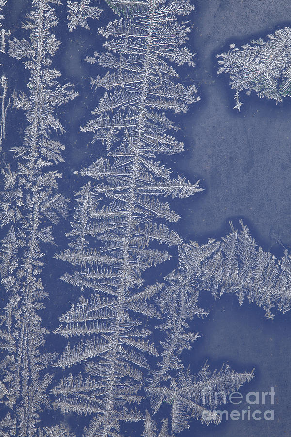 Frost On A Window #5 Photograph by Ted Kinsman