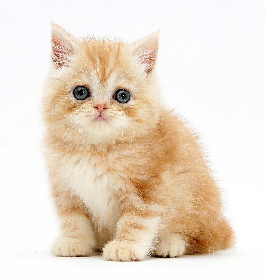 Animal Photograph - Ginger Kitten #10 by Mark Taylor