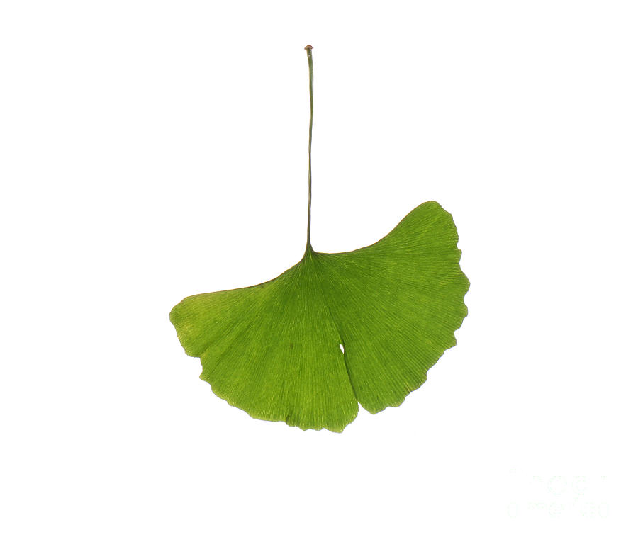 Ginkgo Leaf #5 Photograph by Photo Researchers, Inc.