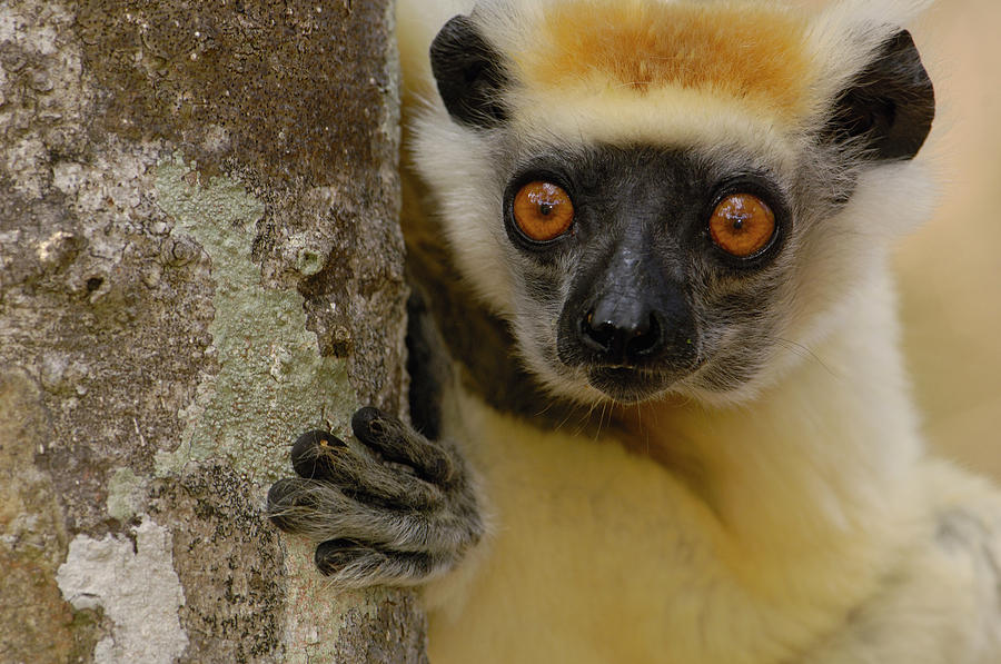 Golden-crowned Sifaka Propithecus #5 Photograph by Pete Oxford