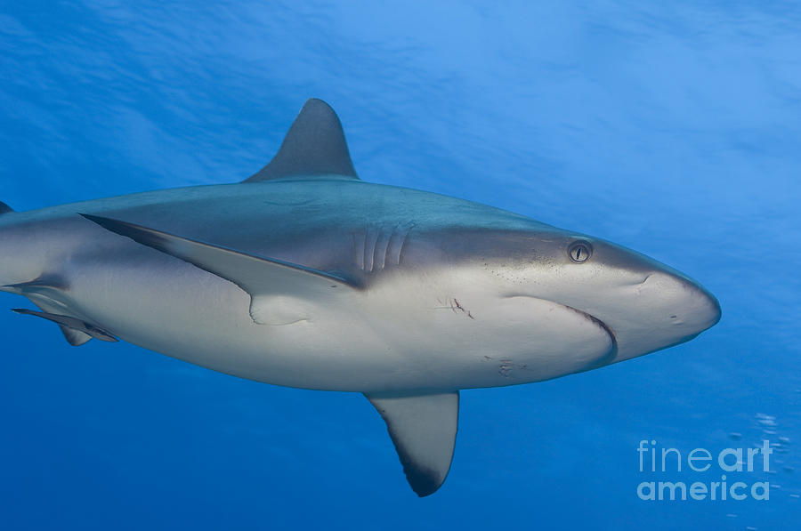 Gray Reef Shark. Papua New Guinea #5 Photograph by Steve Jones