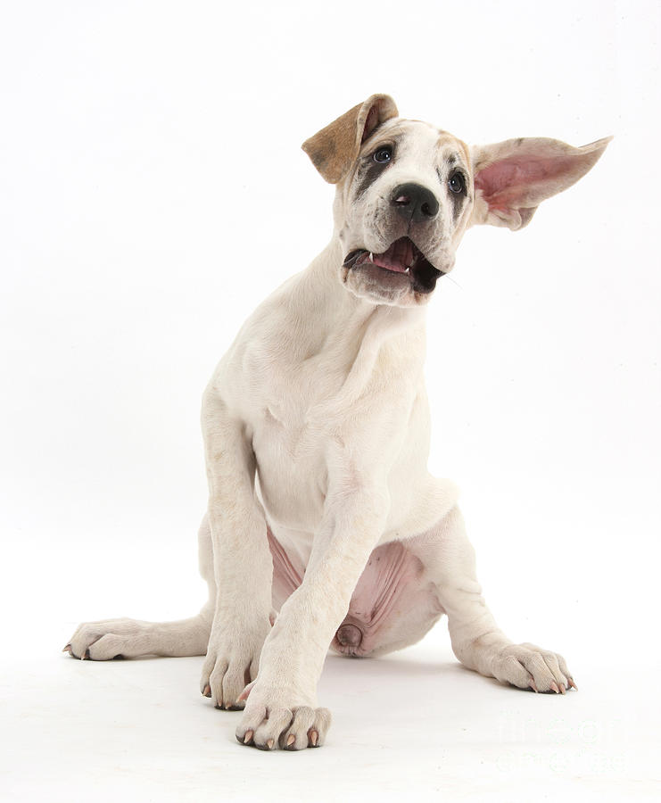 Great Dane Pup #5 Photograph by Mark Taylor