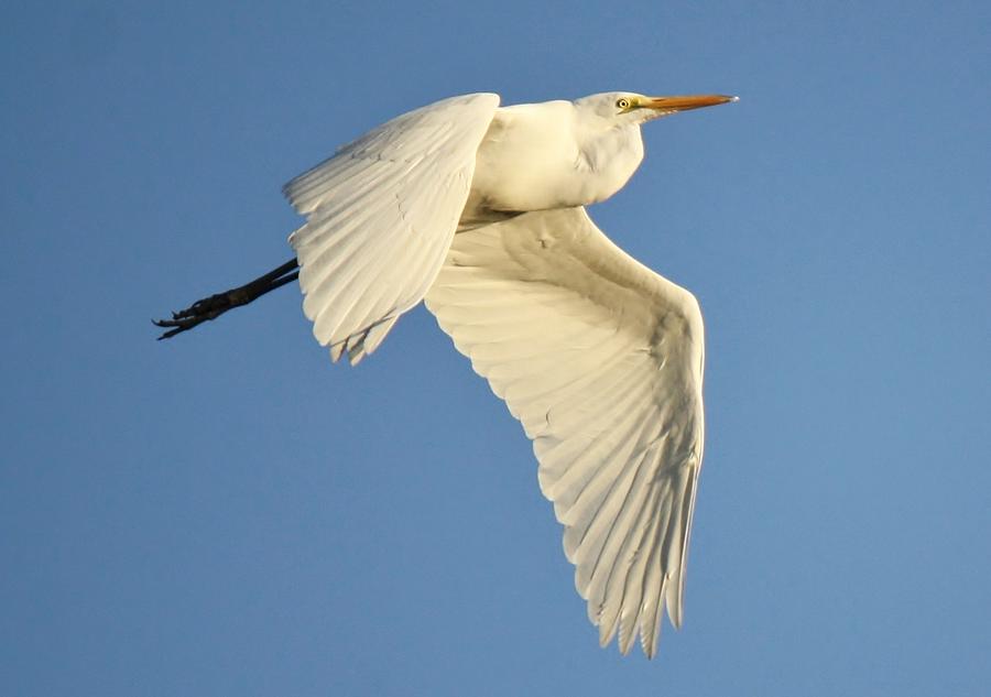 Great White Egret in Flight Photograph by Paulette Thomas - Fine Art ...