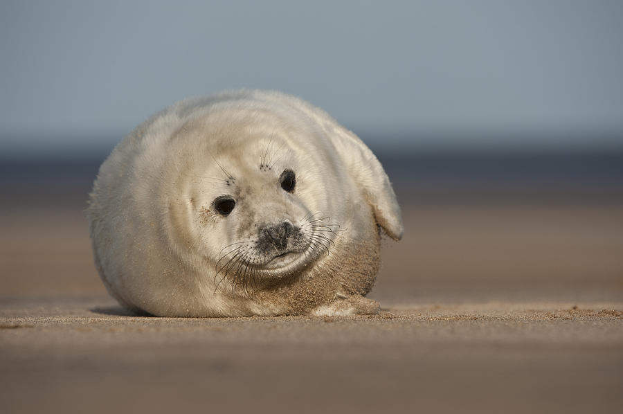 Grey Seal Pup #5 Photograph by Andy Astbury