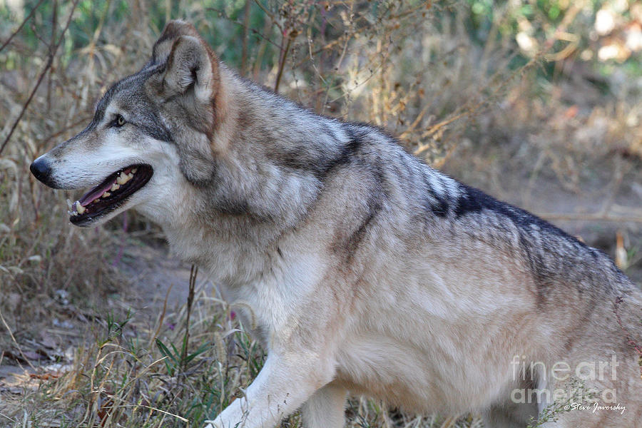 Grey Wolf #5 Photograph by Steve Javorsky