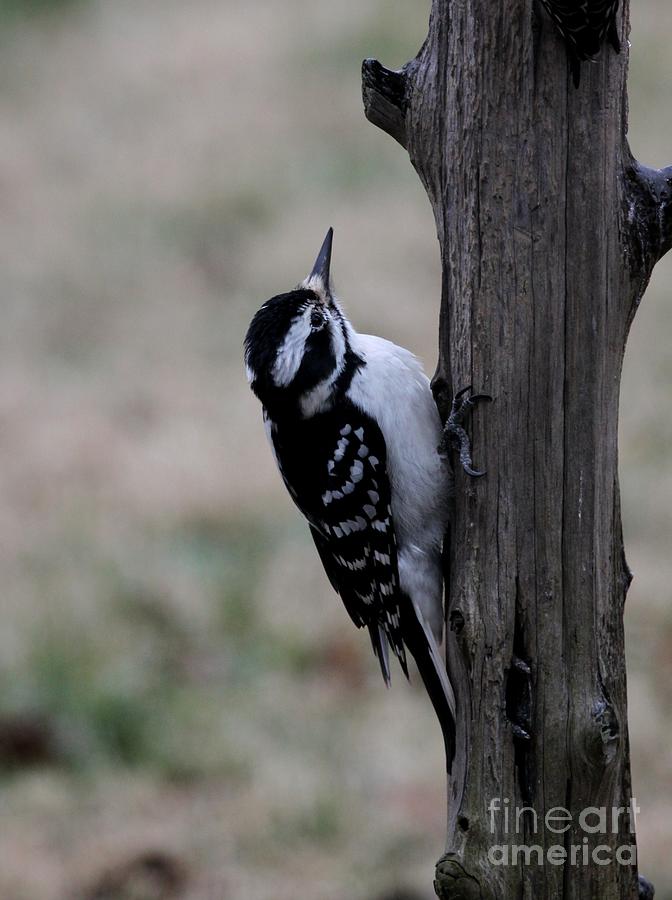 Hairy Woodpecker #5 Photograph by Jack R Brock