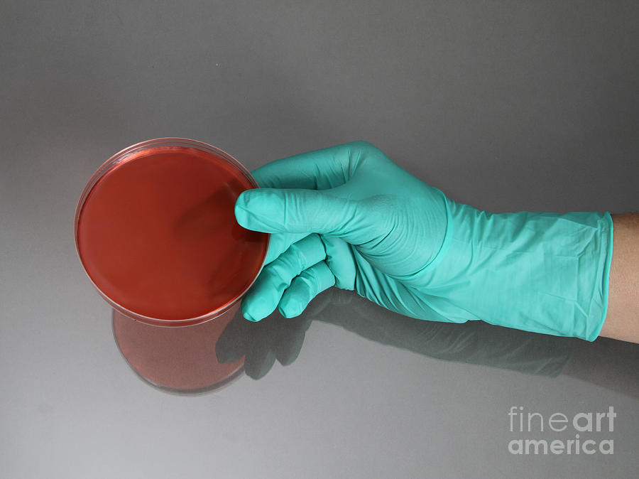 Hand Holding Petri Dish #5 Photograph by Photo Researchers