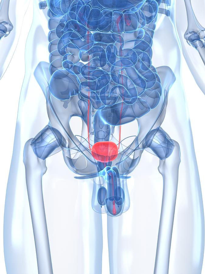 Healthy Prostate Gland, Artwork #5 Digital Art by Sciepro