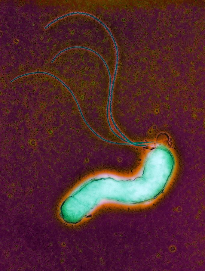 Helicobacter Pylori Photograph - Helicobacter Pylori Bacterium #5 by Nibsc