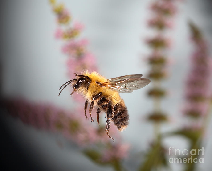Animal Photograph - Honey Bee In Flight #5 by Ted Kinsman